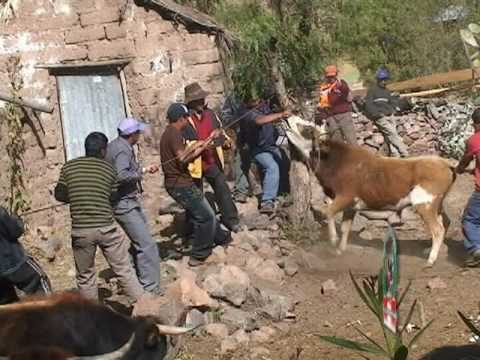 VILCASHUAMAN TORIL SUPAYCHA DE VISCHONGO Y PICAFLORCITA