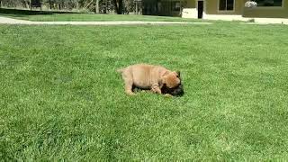 preview picture of video '7 week old Blueline Boerboel puppies'