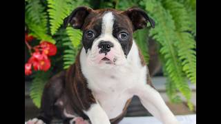 Video preview image #1 Boston Terrier Puppy For Sale in MYERSTOWN, PA, USA