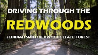 Breathtaking 4K POV Drive Through Jedediah Smith Redwood Forest | 4K Cinematic Nature Journey