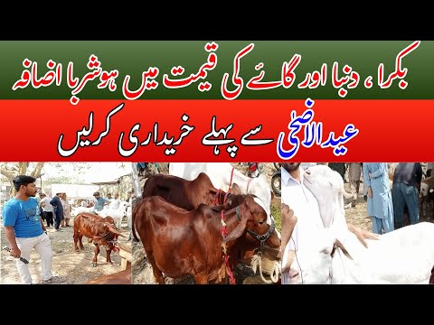 Lalukhet Bakra Mandi Latest Update|26-March-23|Bakra Price in Pakistan 2023|Goat Price in Pakistan
