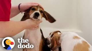 Foster Mom Gives Six Gigantic Puppies A Bath | The Dodo