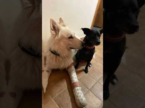 Pomozte Ullymu zase skákat přes kaluže! 🐾