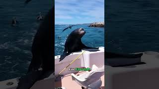 The Dumb Seal Likes to Get Rich Without Working!#viralvideo #machinery #Interestingfacts #work