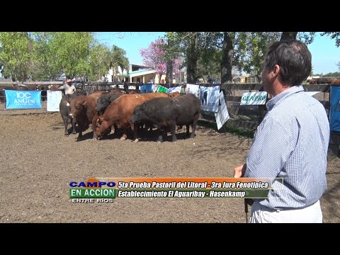 Angus - 5ta Prueba Pastoril del Litoral - Johnny Gutierrez