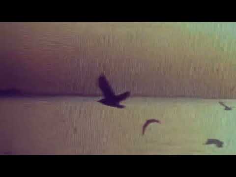 Video thumbnail for A Bird Of No Address