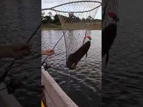 Hermosa tararira en Villa del Dique Córdoba, por informes y alojamiento tel +54 9 3462 66-0908.