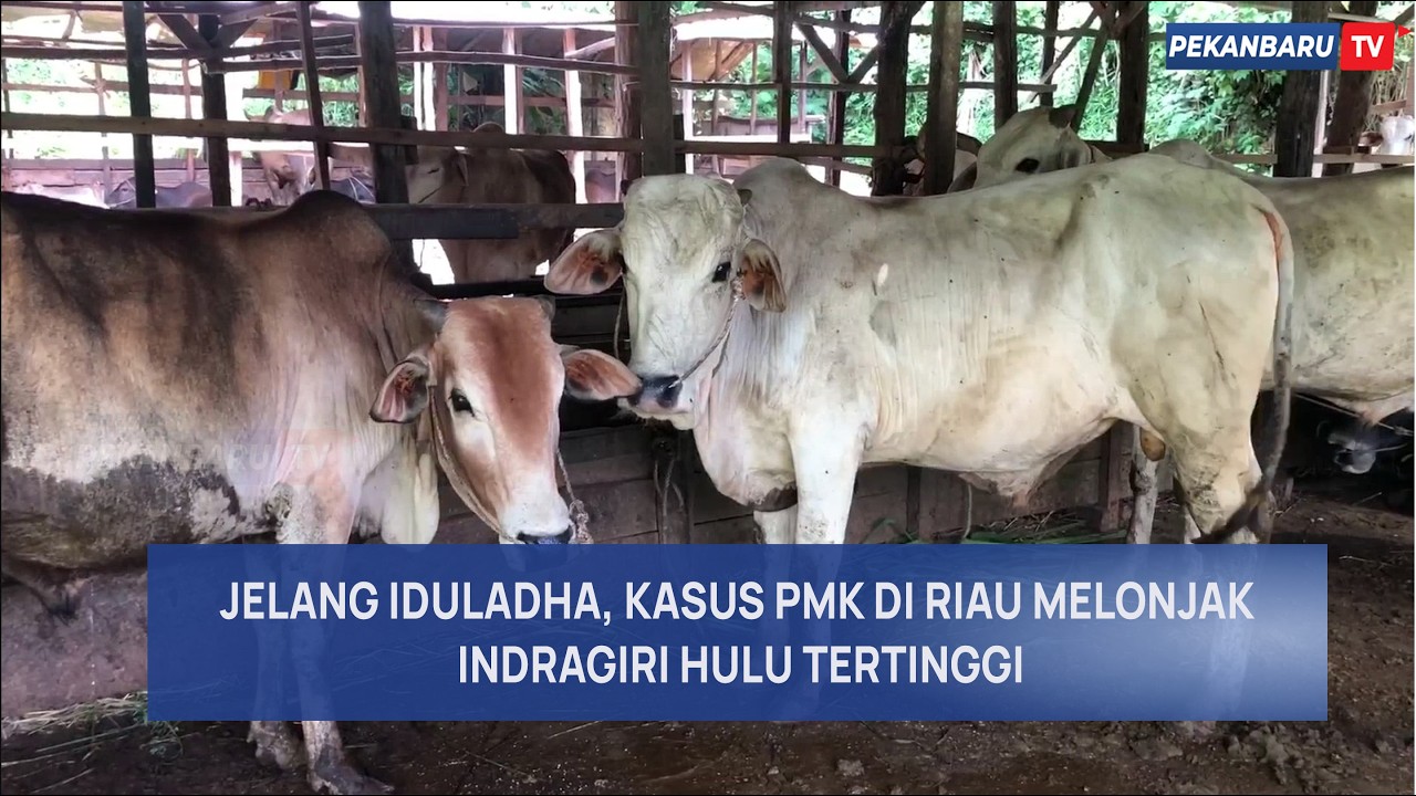 Jelang Iduladha, Kasus PMK di Riau Capai 775 Kasus