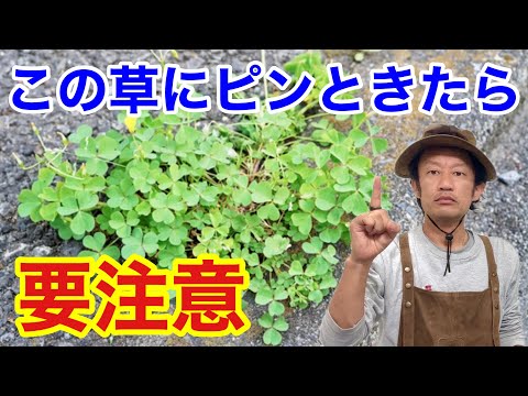 園芸 三角カタバミ、ピンクの花を持つ偽クローバー
