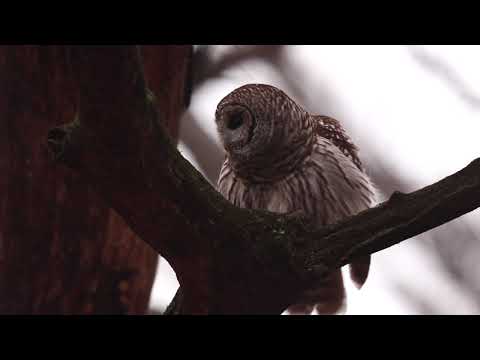 2020-12-12 Barred Owl In The Fog