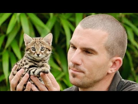 Smallest Cat in the World || #cats 