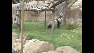 preview picture of video 'Yuan Zi face à un objet d'enrichissement - ZooParc de Beauval - 19 avril 2012 - www.pandas.fr'
