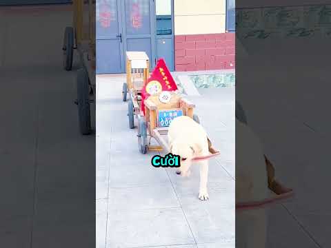 Chú Cún Nhỏ Và Chiếc Xe Quá Khổ