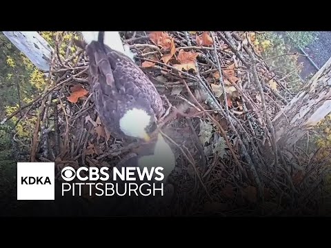 New camera offers overhead view of U.S. Steel bald eagle nest