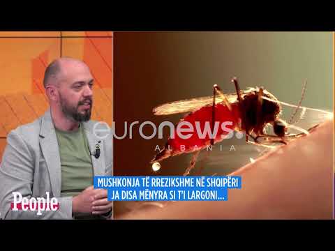 Mushkonja në aksion! Video se si e pickon “prenë” e saj, ja çfarë ndodh më pas…