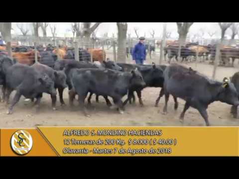 07-08-18 Venta de Hembras - Alfredo S. Mondino Haciendas - Olavarria.