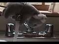 Rat Scat Mother S Day Edition