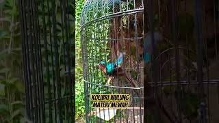 Download lagu KOLIBRI WULUNG/MUNCANG GACOR MATERI MEWAH ‼️ mp3 Download lagu KOLIBRI WULUNG/MUNCANG GACOR MATERI MEWAH ‼️ mp3