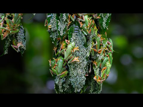 Chaotic Mating Explosion of Gliding Frogs | Planet Earth III Behind The Scenes