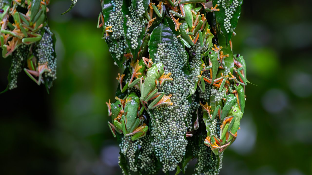 Chaotic Mating Explosion of Gliding Frogs | Planet Earth III Behind The Scenes