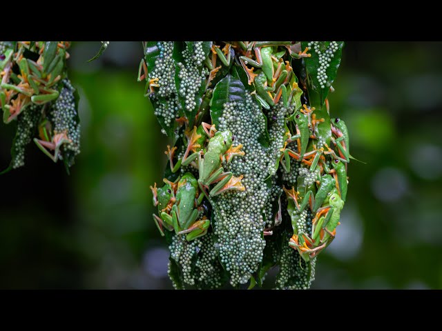 Chaotic Mating Explosion of Gliding Frogs | Planet Earth III Behind The Scenes