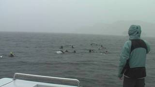 preview picture of video 'EcoTours Swimming with Dolphins at Picton NZ'