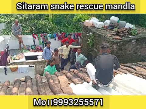 sitaram snake rescue mandla #sitaram  snake mandla।