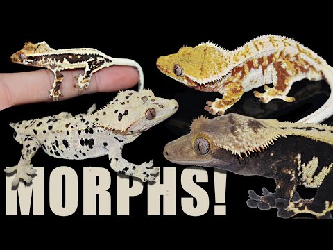 Crested Gecko Morphs