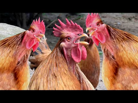 The Big Rooster Compilation - Rooster Crowing Sounds