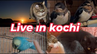 【南海トラフ】猫部屋🐈地域猫ご飯場こたぬ登場🦝＆セキセイインコ　太平洋ライブカメラ🌊🐦波の音🌊　野鳥観察　kochi japan【土佐ノ海】 live webcam