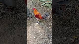 Download lagu Ormoc Gold Berny Tacoy 3 X winner 5 cock derby #games #rooster #sabungero #shorts #gamefowl #gaming mp3