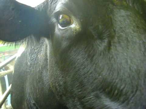 Lovely cows at milking station 2