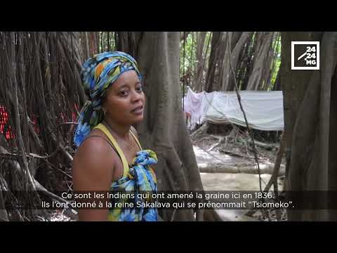 DÉCOUVERTE – L'arbre des vœux de Nosy Be