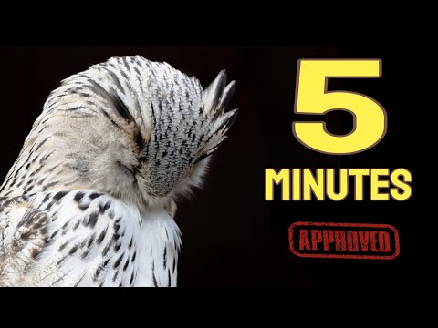 Sound To Make Your Bird Sleep Within 5 Minutes |  Music For Birds