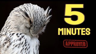 Download lagu Suara untuk Membuat Burung Anda Tidur dalam 5 Menit | Musik untuk Burung mp3