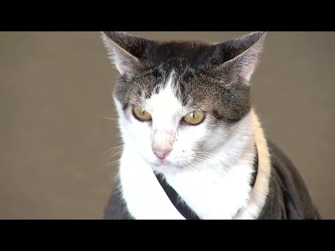 Gato de rua vira gerente geral de loja de enxovais em Ibitinga