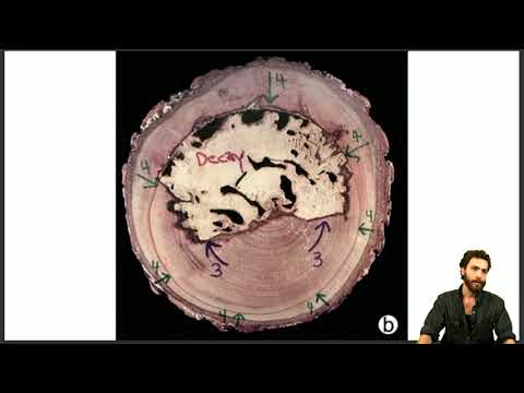 CODIT (Compartmentalization of Decay in Trees)