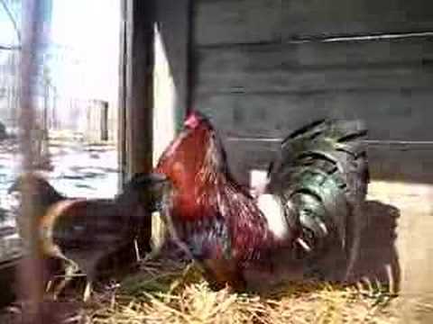 Phez says Merry Christmas