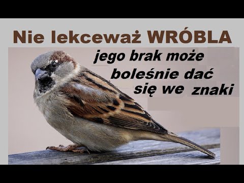 Wróbel zwyczajny, wróbel mazurek