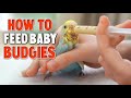 How to Hand Feed Baby Budgies