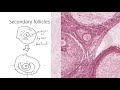 HSCI 4590 Histology- Ovarian Follicles