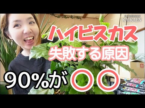 ハイビスカス咲いてないの?それでおしまい 植物