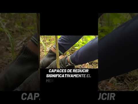 Marmato, minería y su conexión con el mar