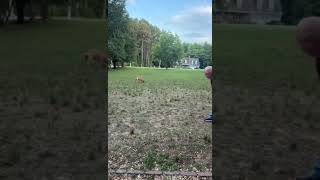 Video preview image #1 Black Mouth Cur-Boxer Mix Puppy For Sale in Holly Springs, NC, USA