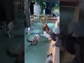 Funny Animals Malayalam Comedy Mix Fun Troll Comedy Funny Animalfunny Malayalam Trollmemes