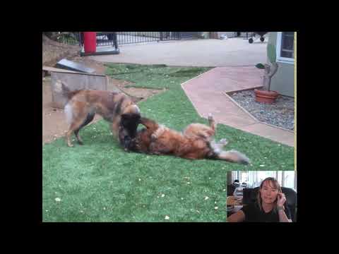 FDSA Workshop — Denise Fenzi Personal Play: just you and your dog!