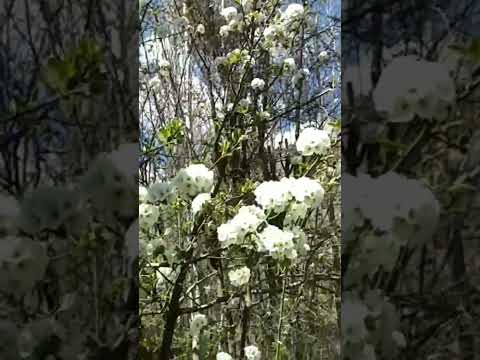 Winter Season off: Spring has arrived in the hilly areas and flowers have started to bloom