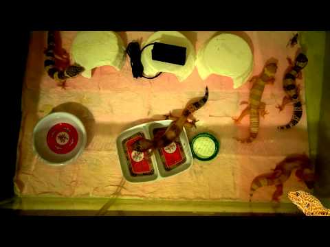 Leopard Gecko : 6-8 weeks old moved together - 2013.08.14