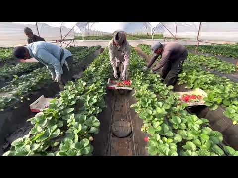 29.12.2022 Most beautiful strawberries whit superior taste and aroma from Greece 🇬🇷 @greekstrawberry