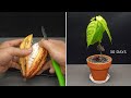 Growing Cacao Tree Chocolate From Seed Time Lapse 30 Days